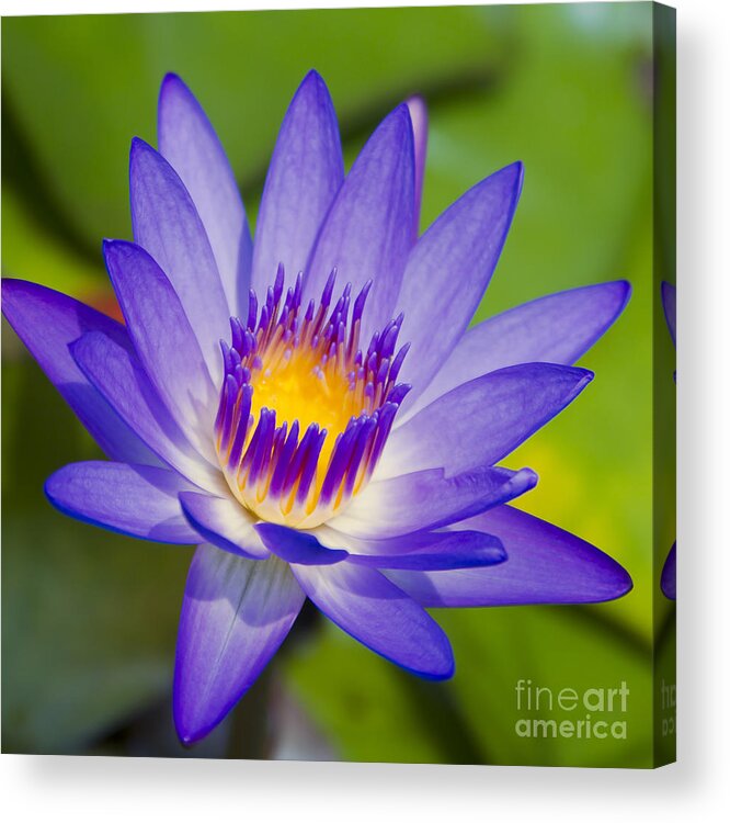 Water Lily Acrylic Print featuring the photograph Pupukea Garden Breeze #3 by Sharon Mau