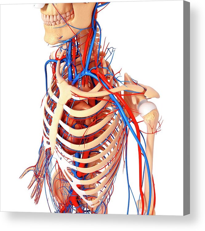 Anono My Of Upper Body - Male Upper Body Anatomy Illustration Stock