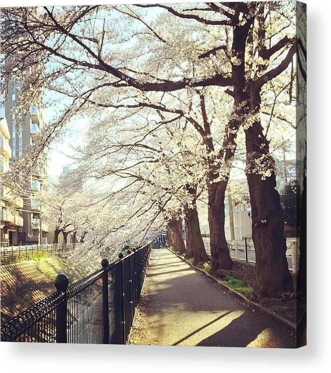  Acrylic Print featuring the photograph おはようございます！ #309 by Tokyo Sanpopo