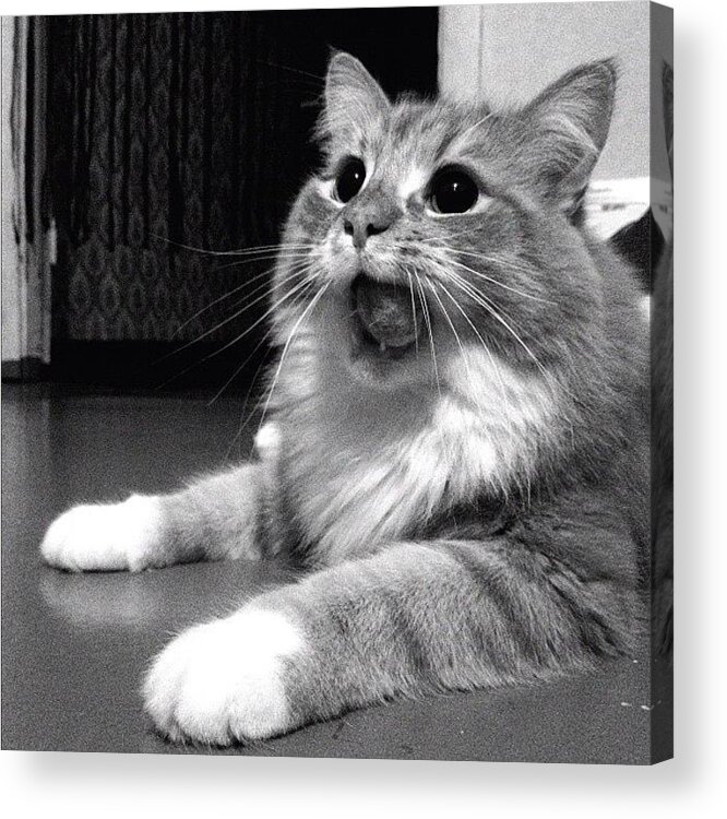 Petstagram Acrylic Print featuring the photograph Instagram Photo #331370702857 by Anna Laine