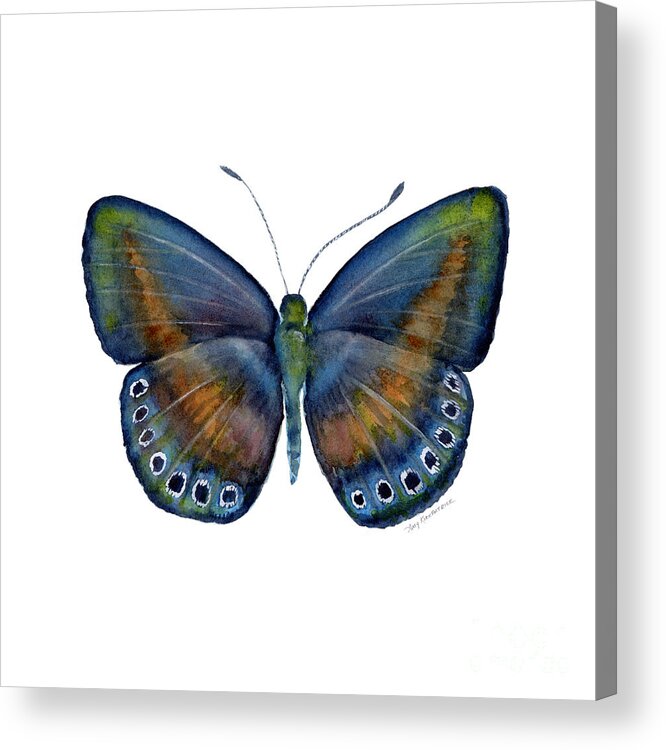 Danis Acrylic Print featuring the painting 39 Mydanis Butterfly by Amy Kirkpatrick