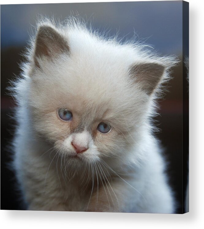 Photograph Acrylic Print featuring the photograph Kitten #4 by Larah McElroy