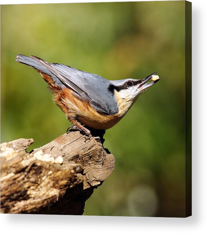 Bird Acrylic Print featuring the photograph Nuthatch #4 by Grant Glendinning