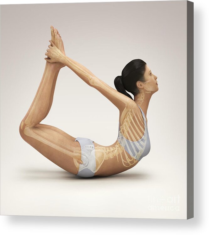 Transparent Acrylic Print featuring the photograph Yoga Bow Pose #4 by Science Picture Co