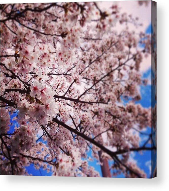 Beautiful Acrylic Print featuring the photograph Cherry Blossoms In Full Bloom #5 by Takeshi O