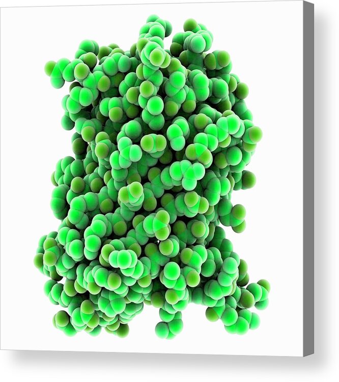 Green Fluorescent Protein Acrylic Print featuring the photograph Green Fluorescent Protein Molecule #5 by Laguna Design