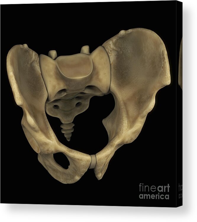 Pelvic Bones Male Throw Pillow by Science Picture Co - Pixels