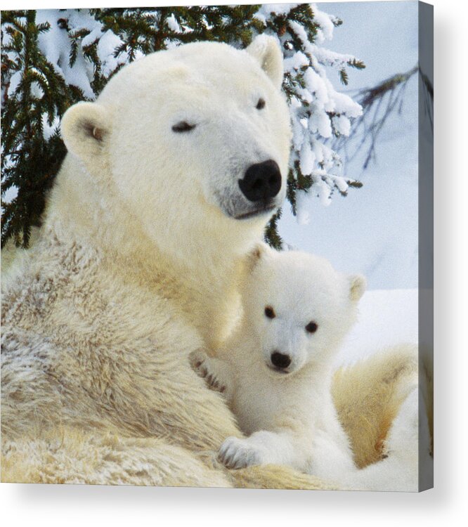 Polar Bear Acrylic Print featuring the photograph Polar Bear With Cub #7 by M Watson