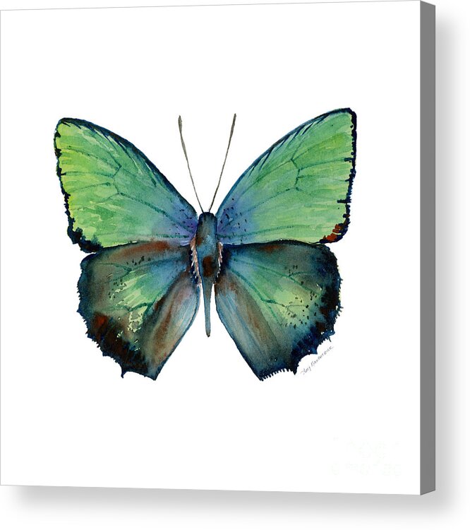Arhopala Acrylic Print featuring the painting 52 Arhopala Aurea Butterfly by Amy Kirkpatrick