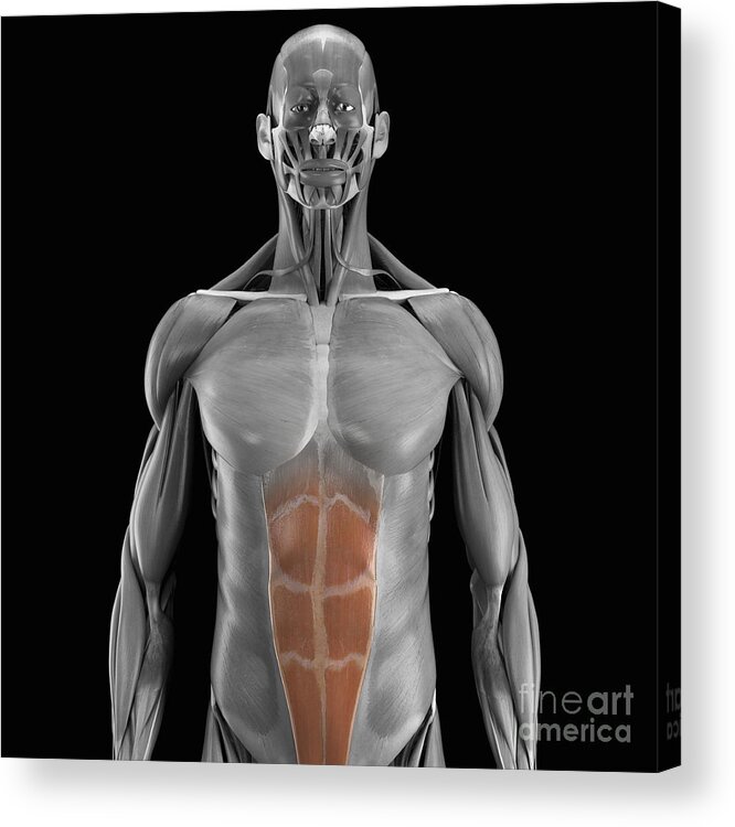 Muscles Acrylic Print featuring the photograph Abdominal Muscles #6 by Science Picture Co