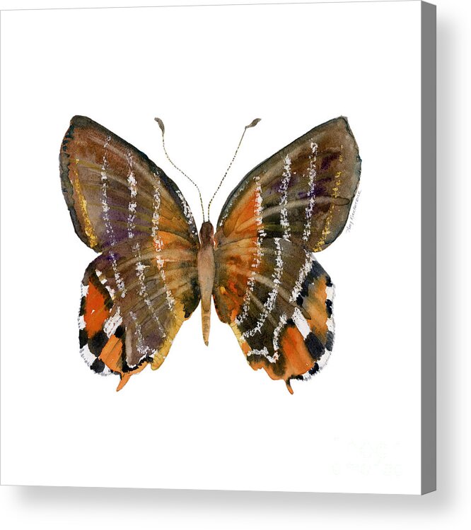 Euselasia Butterfly Acrylic Print featuring the painting 60 Euselasia Butterfly by Amy Kirkpatrick