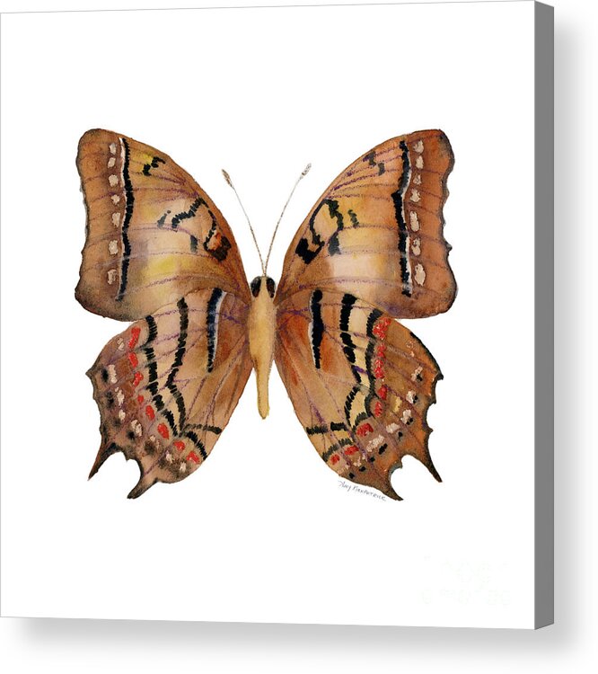 Galaxia Butterfly Acrylic Print featuring the painting 62 Galaxia Butterfly by Amy Kirkpatrick