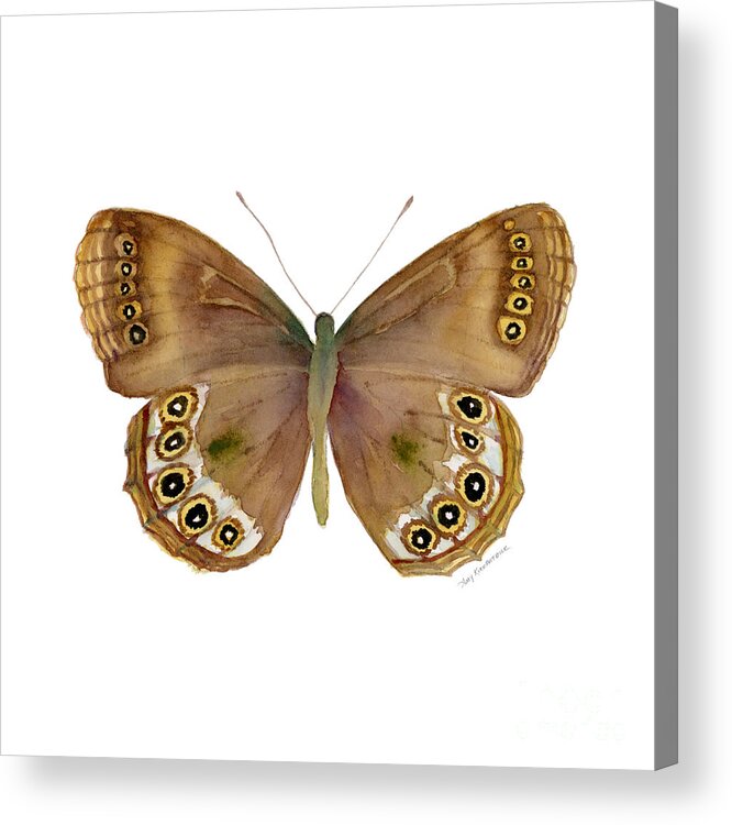 Woodland Brown Butterfly Acrylic Print featuring the painting 64 Woodland Brown Butterfly by Amy Kirkpatrick
