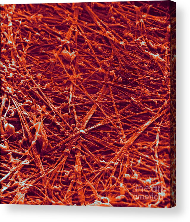 Science Acrylic Print featuring the photograph Collagen, Sem #7 by David M. Phillips