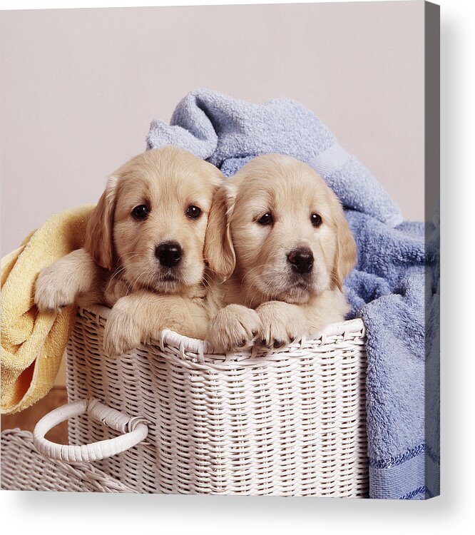Dog Acrylic Print featuring the photograph Golden Retriever Puppies #7 by John Daniels