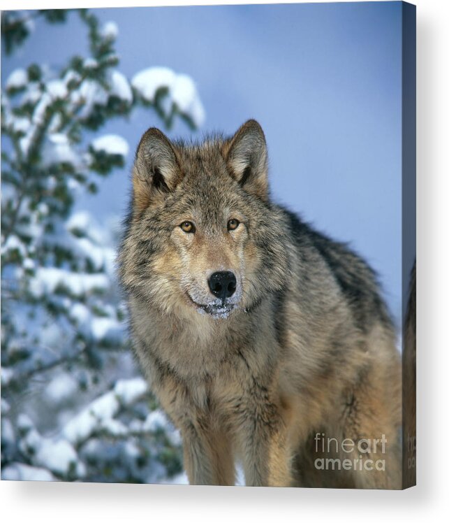 Gray Wolf Acrylic Print featuring the photograph Timber Wolf #7 by Hans Reinhard