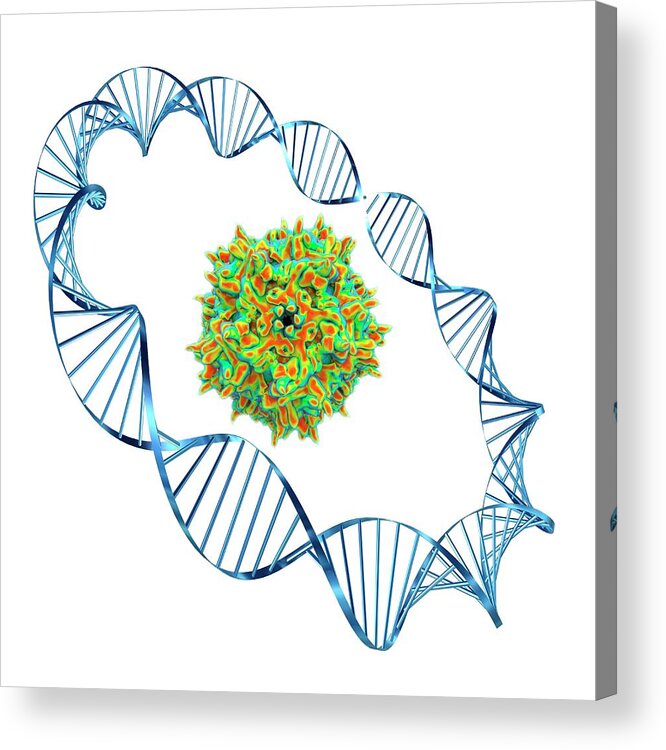 Aav Acrylic Print featuring the photograph Adeno-associated Virus by Alfred Pasieka