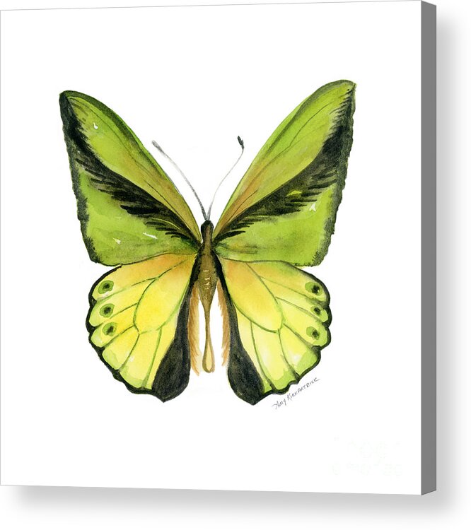 Goliath Butterfly Acrylic Print featuring the painting 8 Goliath Birdwing Butterfly by Amy Kirkpatrick