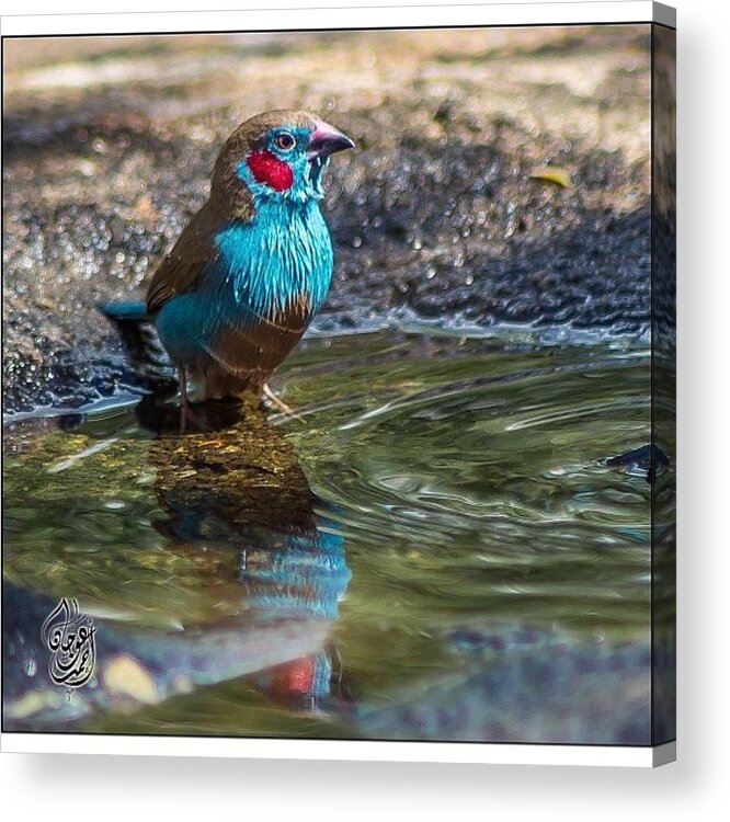 Ig_anzoategui Acrylic Print featuring the photograph A Beautiful Colorful Bird Bathing In A by Ahmed Oujan