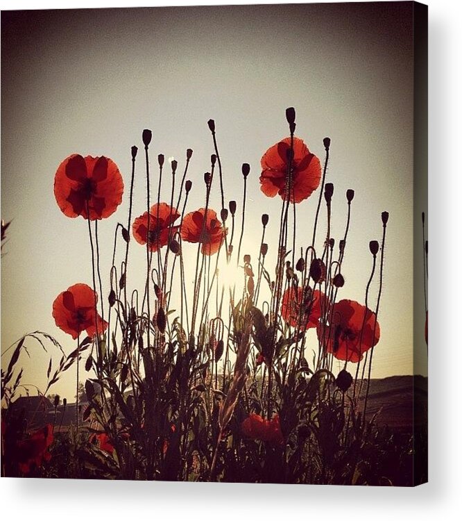  Acrylic Print featuring the photograph A Bunch Of Poppies by Urs Steiner