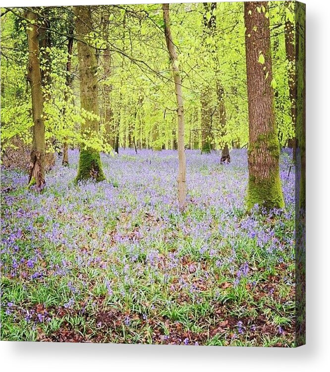 Naturephotography Acrylic Print featuring the photograph A Carpet Of Bluebells by Karie-ann Cooper