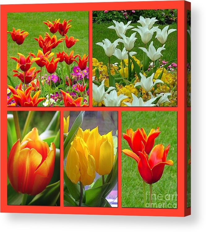 Tulips Acrylic Print featuring the photograph A Collage of Aspiring Tulips by Joan-Violet Stretch