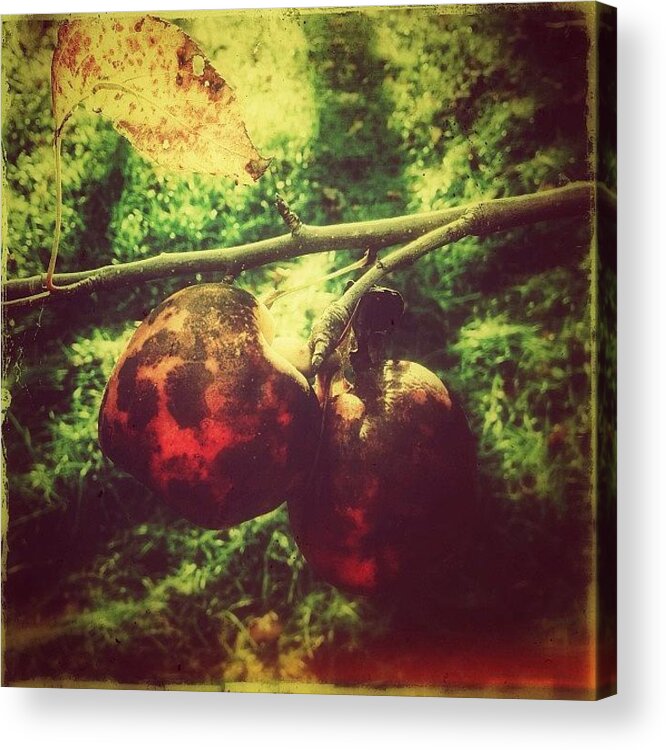  Acrylic Print featuring the photograph A Couple Of Bad Apples by Paul Cutright