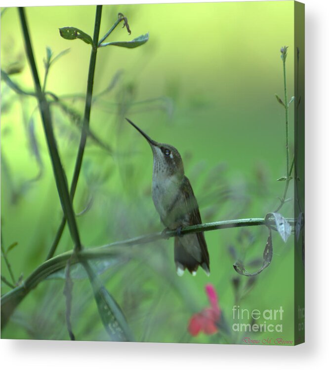 Bird Acrylic Print featuring the photograph A Dreamer by Donna Brown