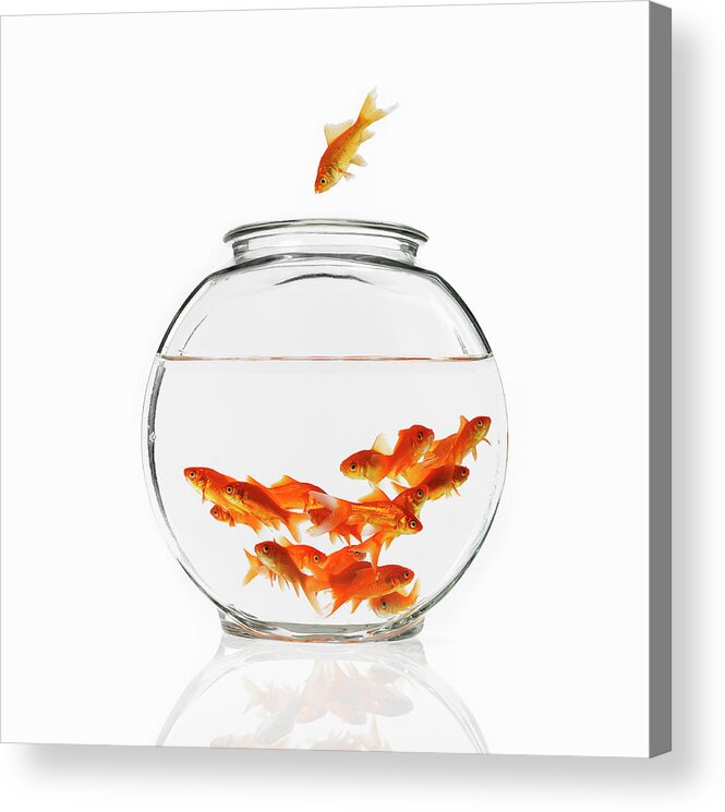 Pets Acrylic Print featuring the photograph A Goldfish In The Air Diving Into A by Mint Images - David Arky