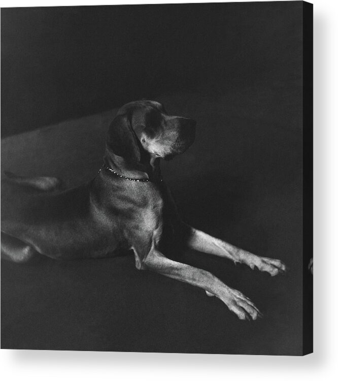 Thomas E. Dewey Acrylic Print featuring the photograph A Great Dane by John Rawlings
