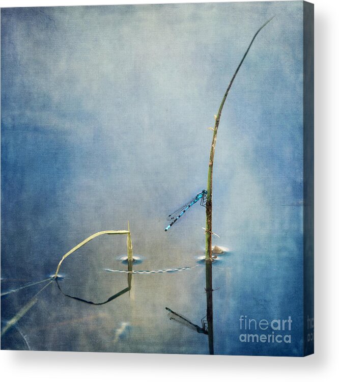 Damselfly Acrylic Print featuring the photograph A Quiet Moment by Priska Wettstein