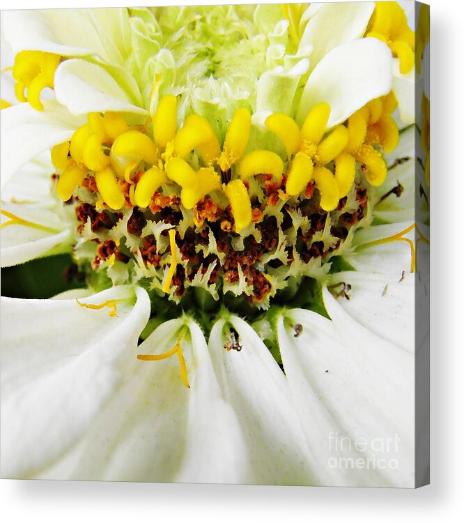 Flower Acrylic Print featuring the photograph A Small Crown of Glory by Sarah Loft