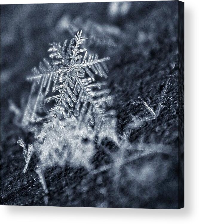 Beauty Acrylic Print featuring the photograph A Snowflake Falls...such A Delicate by Amber Flowers