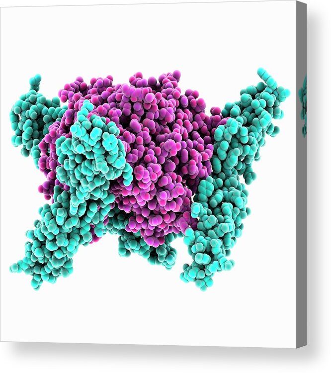 Molecular Acrylic Print featuring the photograph Adenovirus Host Cell Receptor Molecule by Laguna Design