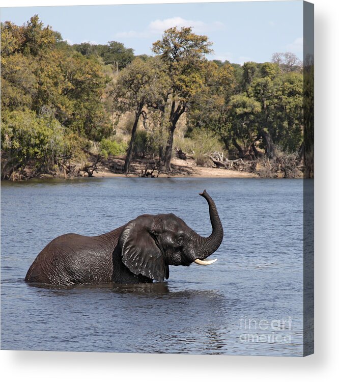  African Elephant Acrylic Print featuring the photograph African Elephant in Chobe River by Liz Leyden