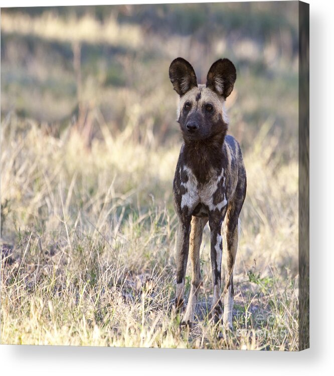 African Wild Dog Acrylic Print featuring the photograph African Wild Dog Lycaon pictus by Liz Leyden