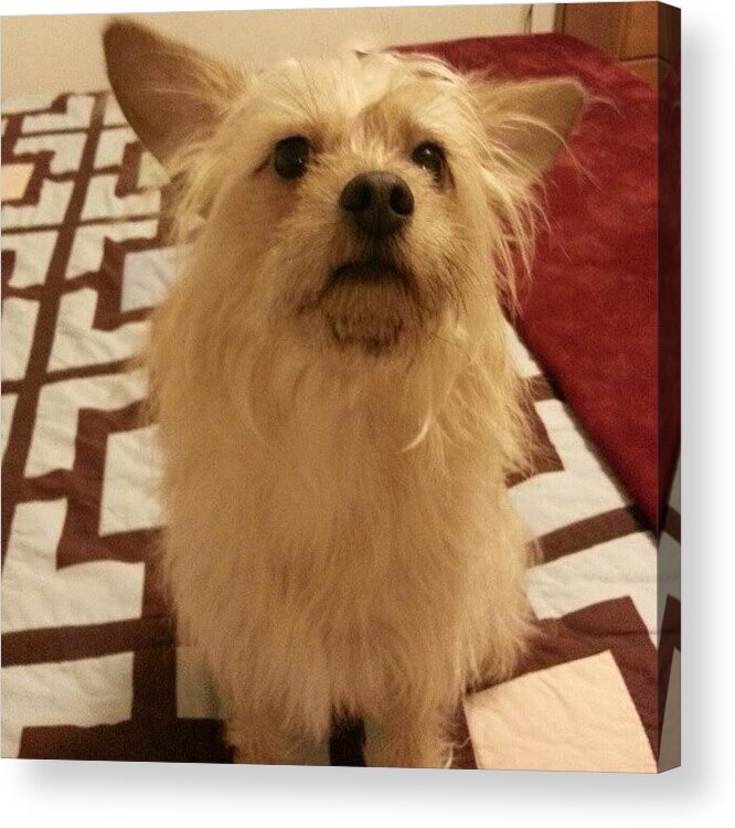 Baxter Acrylic Print featuring the photograph After A Bath And A Brush Is When He by Lisa Marchbanks