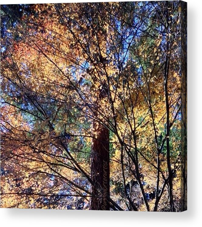 Afternoon Glow Favorite Maple Tree Acrylic Print featuring the photograph Afternoon Glow Favorite Maple Tree by Anna Porter