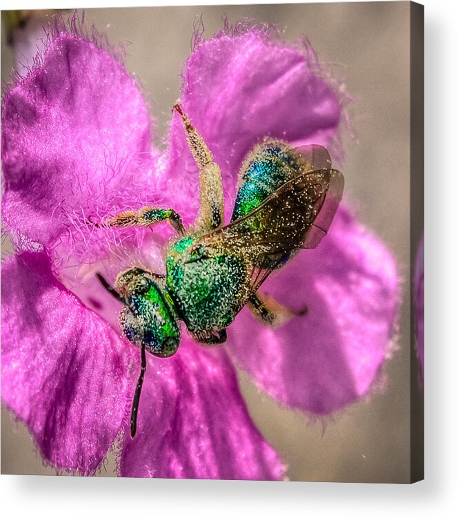 Antenna Acrylic Print featuring the photograph Agapostemon texanus by Rob Sellers