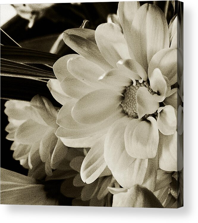 Flower Acrylic Print featuring the photograph Ahhhhhhhhh by Tanya Jacobson-Smith