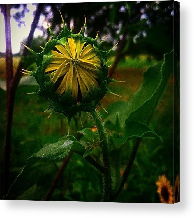  Acrylic Print featuring the photograph Almost Time For Another Sunflower by Amber Beasley