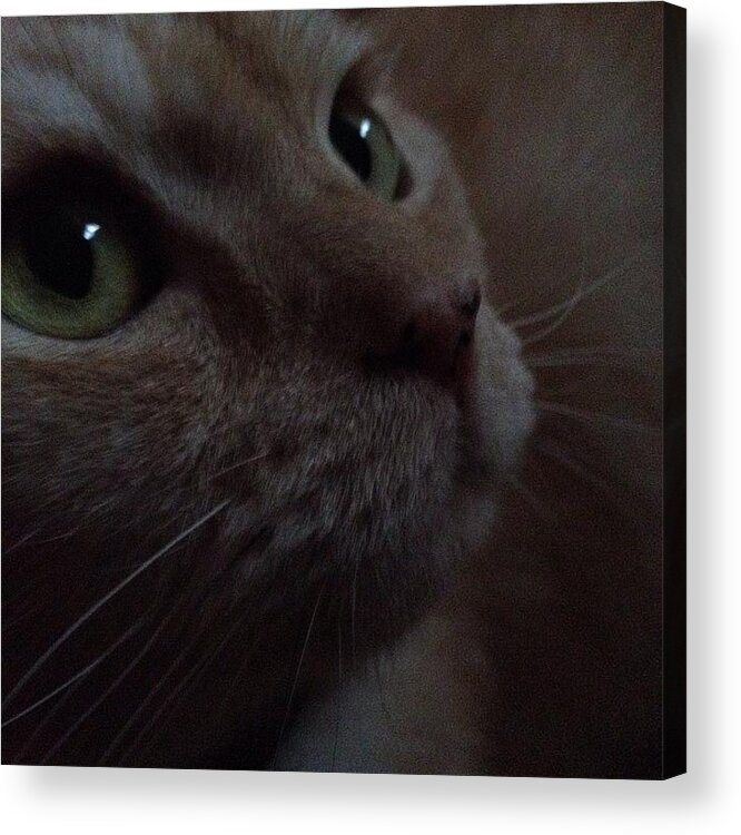 Cute Acrylic Print featuring the photograph Amazing cat #cat by Shaun Honolulu Hawaii