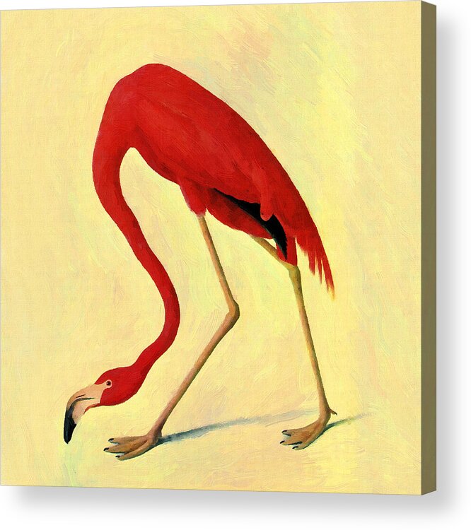 Audubon Acrylic Print featuring the painting American Flamingo by Audubon