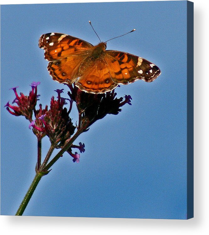 American Acrylic Print featuring the photograph American Lady Butterfly with Blue Sky by Karen Adams