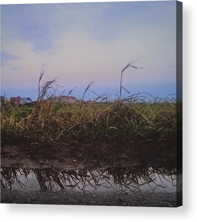 Beautiful Acrylic Print featuring the photograph An Edge Of A #field ... #norfolk by Linandara Linandara