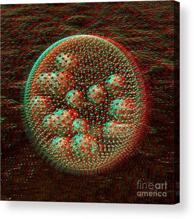 3d Acrylic Print featuring the digital art Anaglyph of Volvox a spherical colonial green alga by Russell Kightley