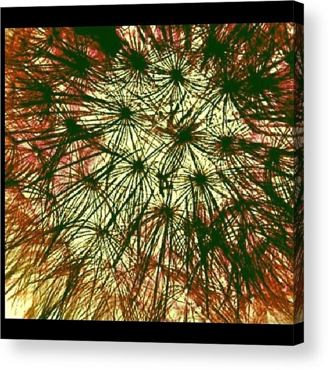  Acrylic Print featuring the photograph Anatomy Of A Dream Or Just A Dandelion by Katrise Fraund