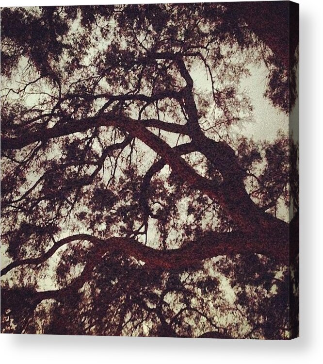 Acrylic Print featuring the photograph Ann Has Some Pretty Sweet Oak Trees At by Leeanna Williams