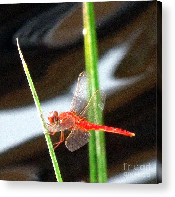 Red Dragonfly Acrylic Print featuring the photograph Another Predatory Redhead by Barbie Corbett-Newmin