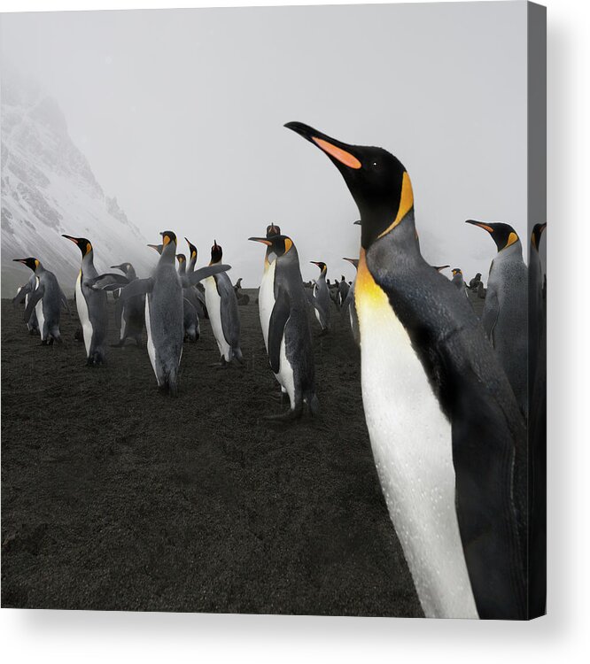 Extreme Terrain Acrylic Print featuring the photograph Antarctica King Penguin Black Volcanic by Mlenny